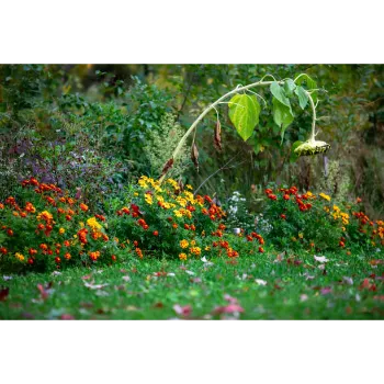 Organic Marigold Plant